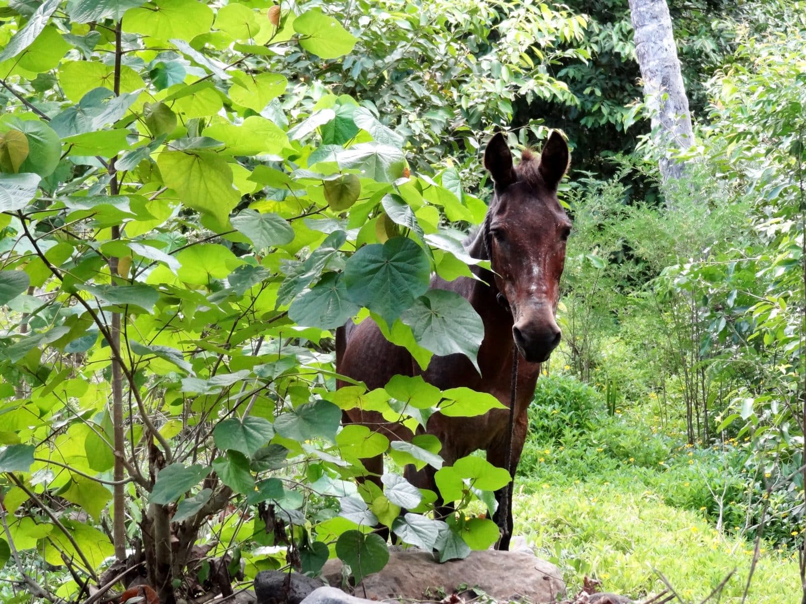 Cheval en liberté à Nuku Hiva