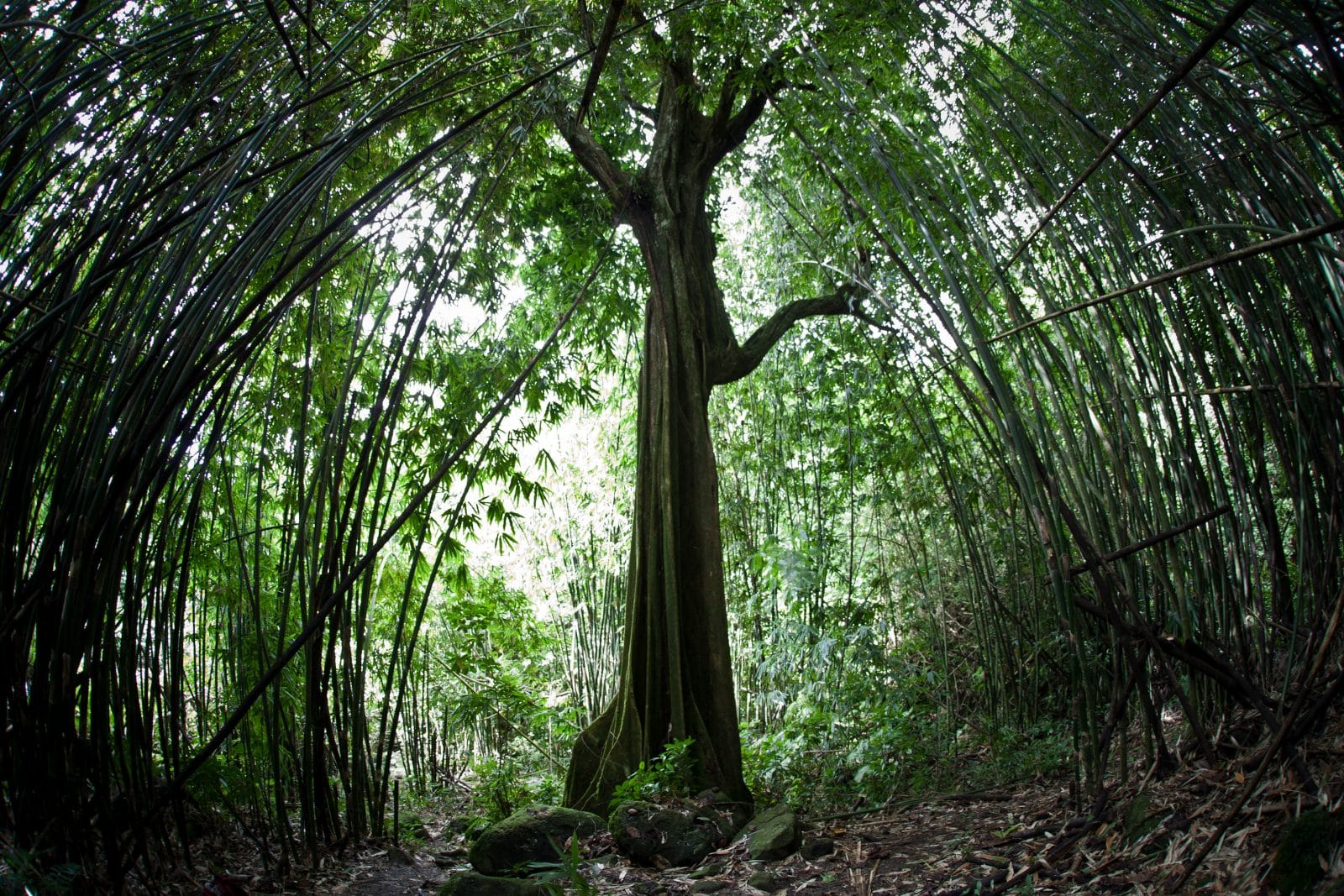 Forêt de Raiatea