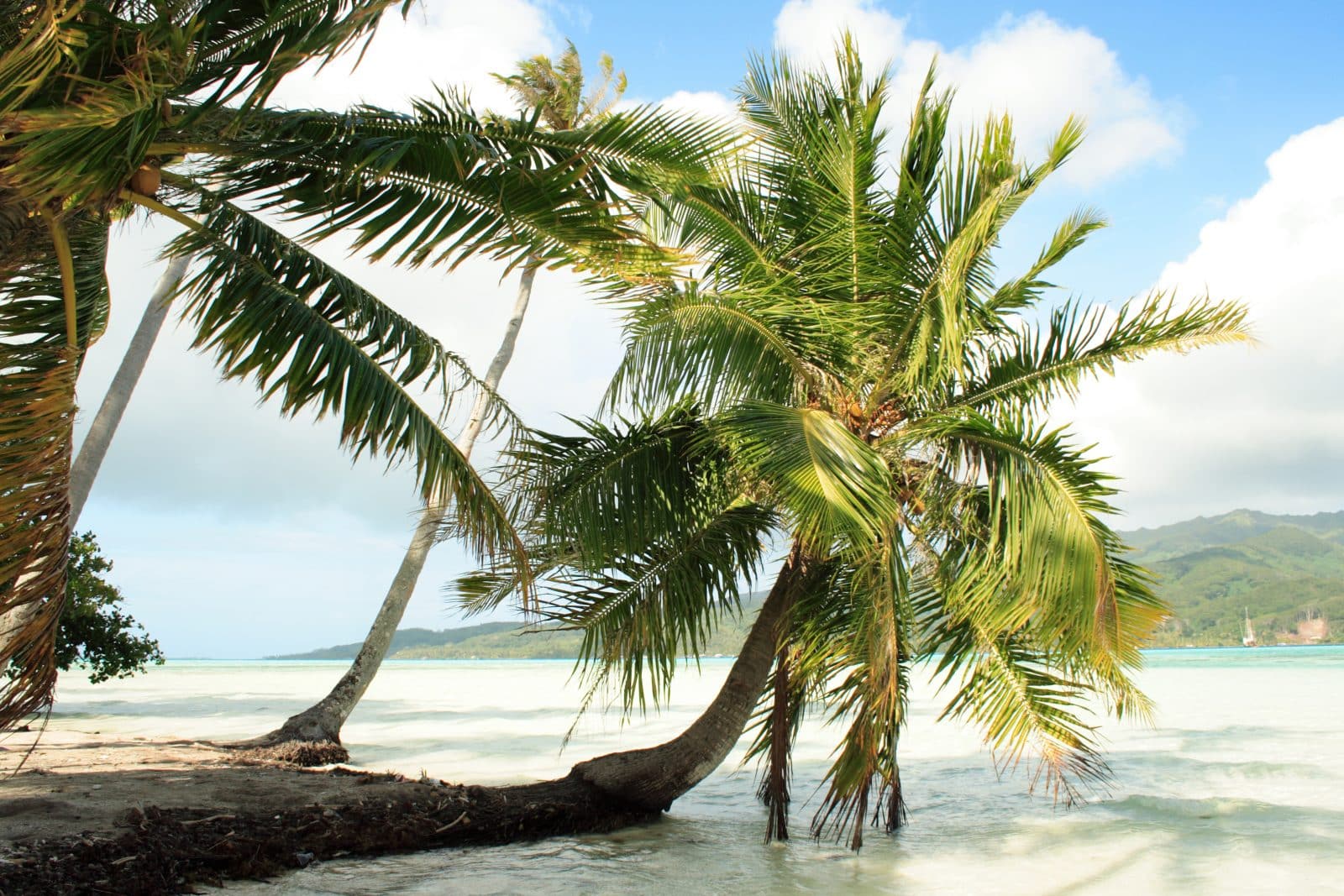 Palmier sur la plage à Taha'a
