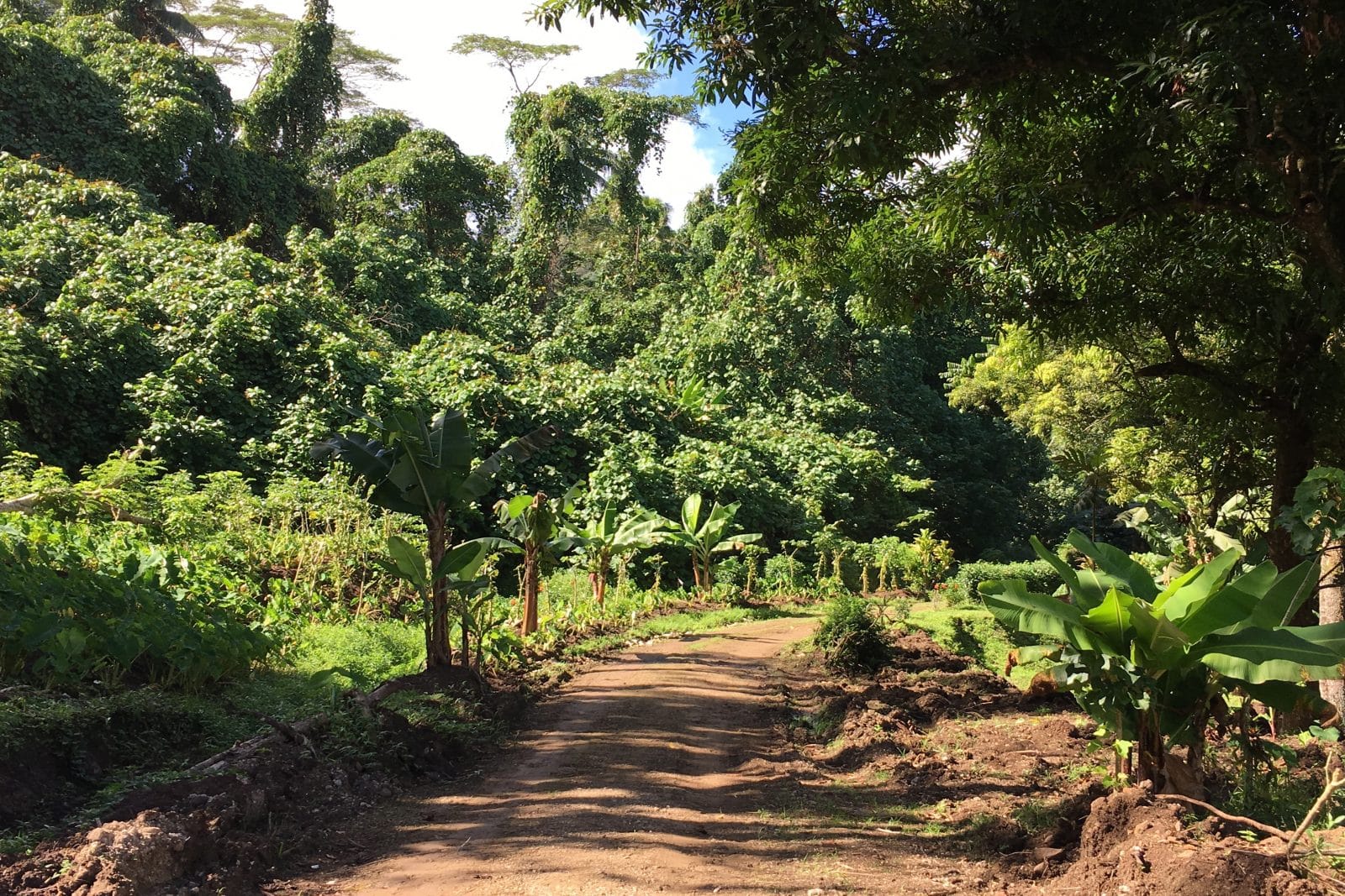 Allée dans la nature, à Taha'a