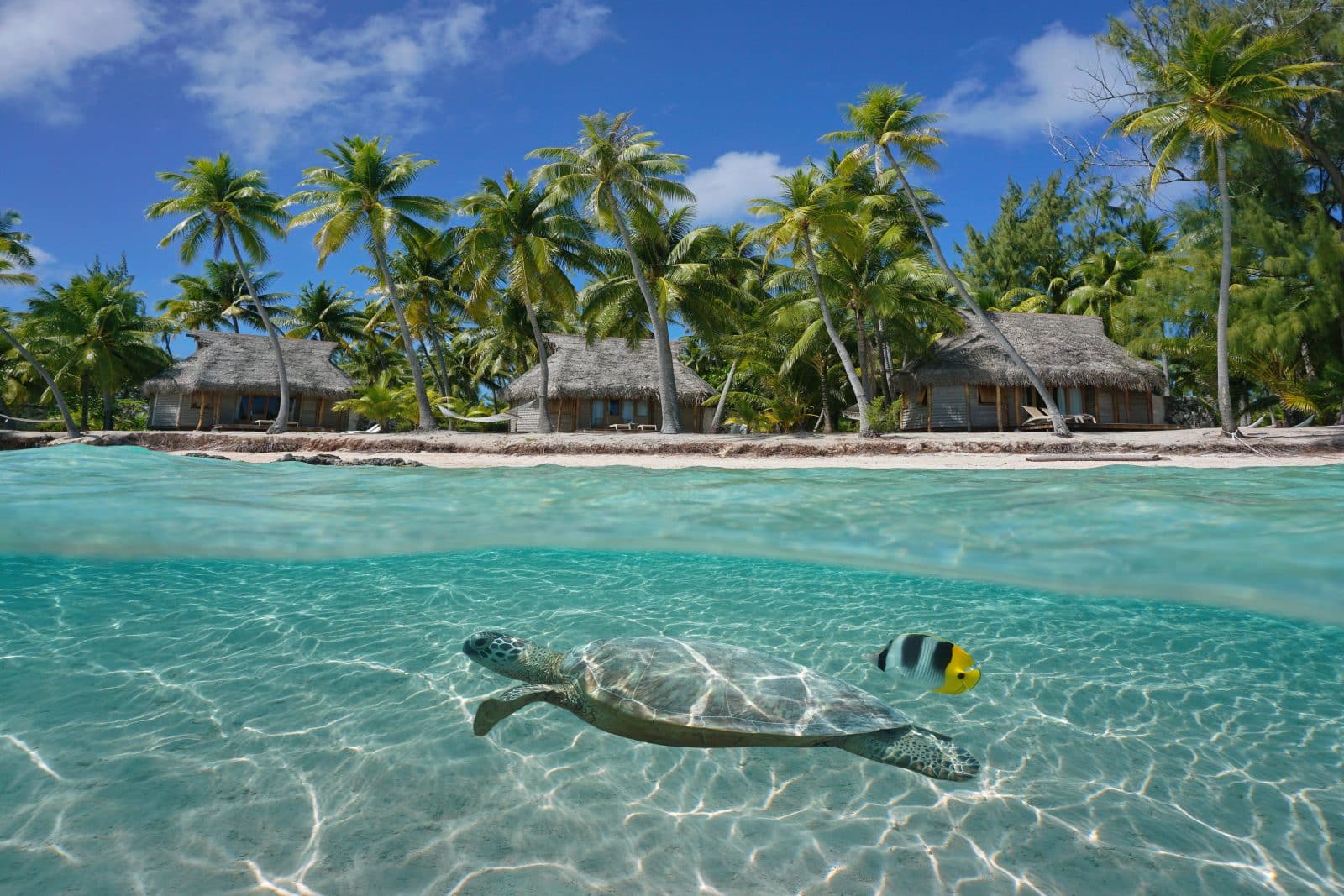 Tortue et poisson dans la lagune de Tikehau