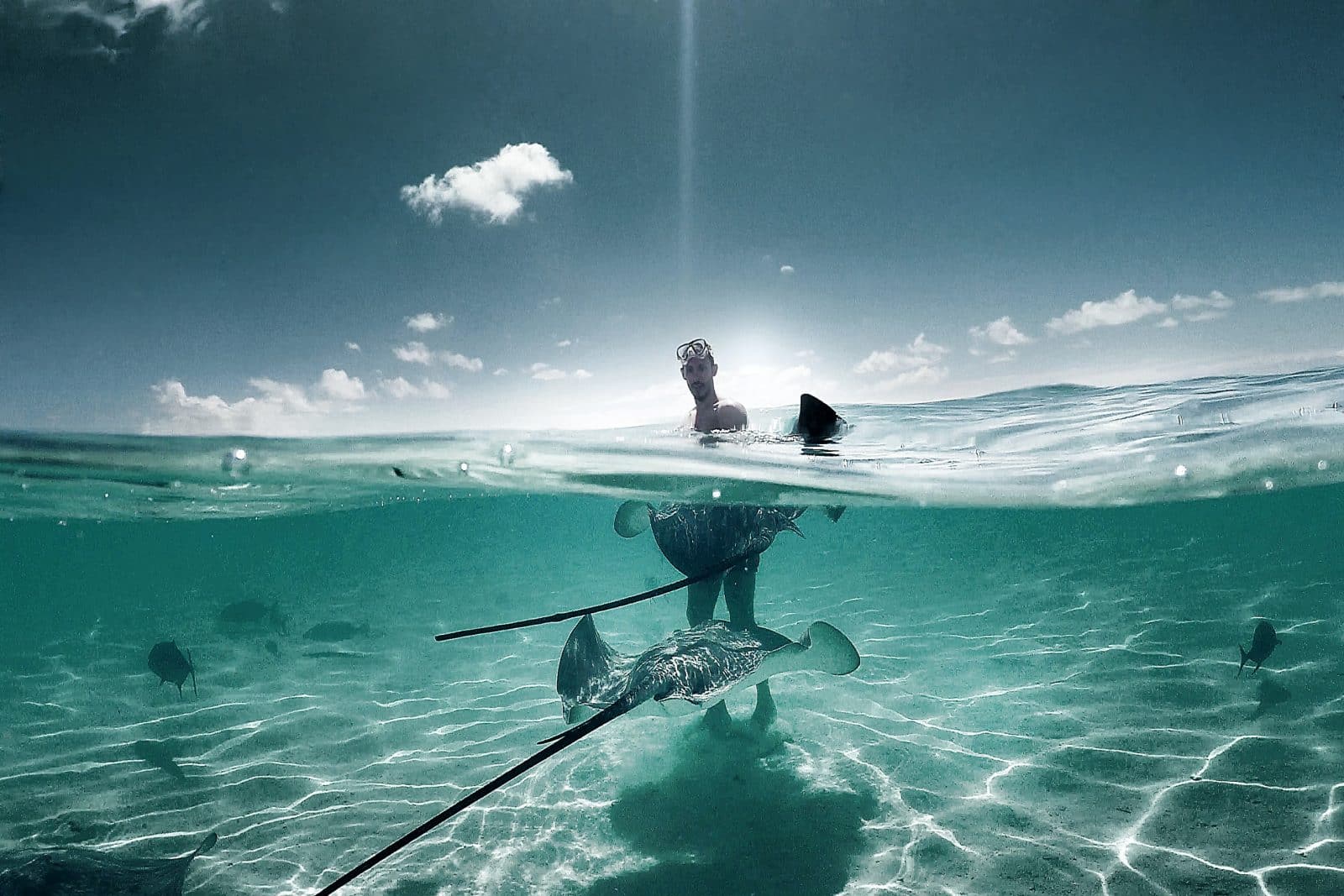 Plongée avec les raies à Moorea