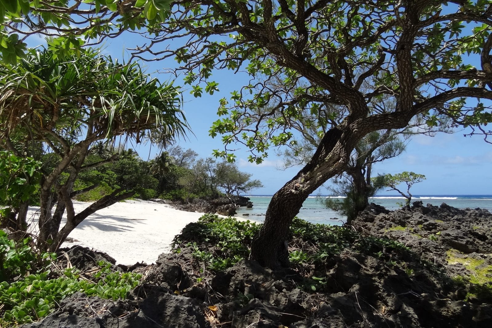 Plage et arbres à Rimatara