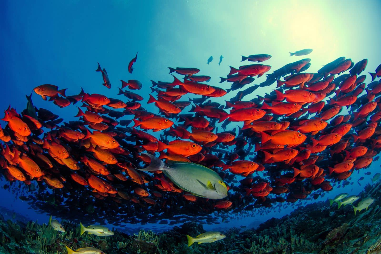 Poissons tropicaux dans les fonds marins de Fakarava