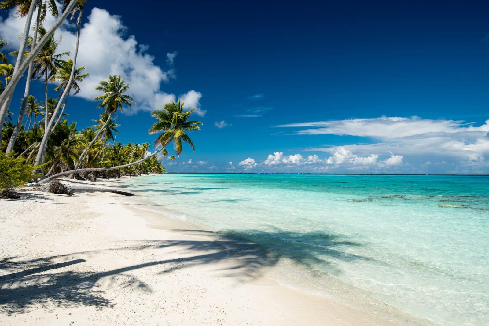 Plage de Fakarava avec palmiers