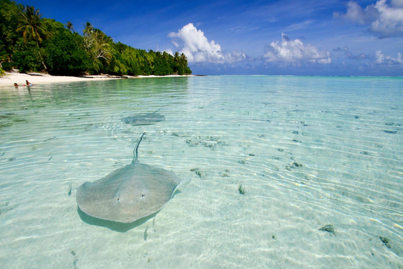 Raies dans les fonds marins de Maupiti