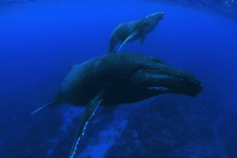 Voyage aux Australes & Observation des Baleines